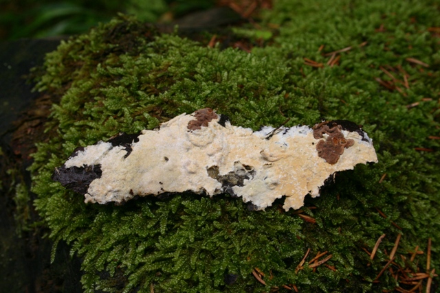 Amphinema byssoides? (Amphinema byssoides)